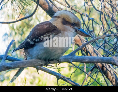 laughing kookaburra (Dacelo novaeguineae), on a twig in a tree, Australia, Western Australia Stock Photo