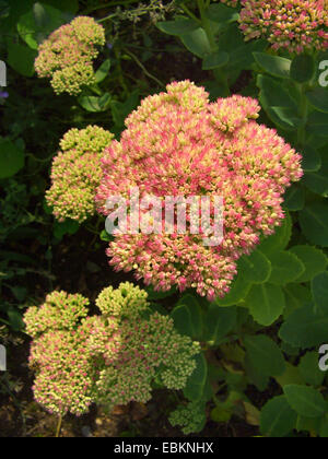 Ice Plant (Sedum spectabile 'Carmen', Sedum spectabile Carmen), blooming Stock Photo
