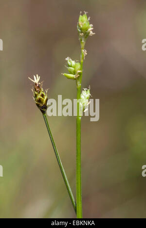 sedge (Carex loliacea), blooming, Germany Stock Photo