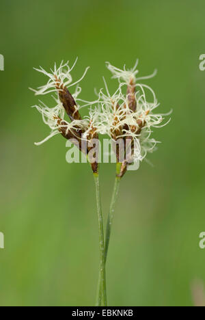 Early Sedge (Carex praecox), inflorescences, Germany Stock Photo
