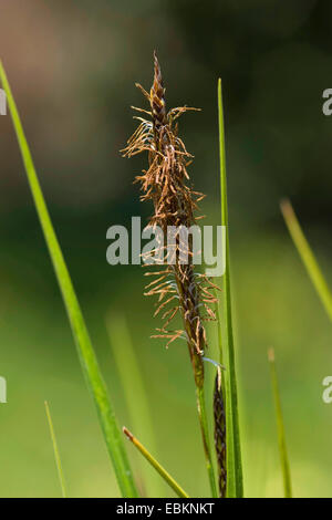 bladder-sedge, inflated sedge (Carex vesicaria), male spikelet, Germany Stock Photo