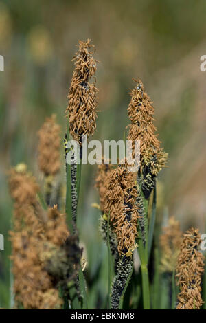 Common sedge (Carex nigra), blooming, Germany Stock Photo