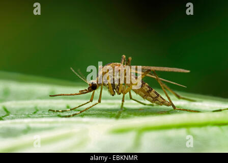 Banded house mosquito, Banded mosquito, Ring-footed gnat (Culiseta annulata, Theobaldia annulata), sitting on a leaf, Germany