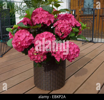 Garden hydrangea, Lace cap hydrangea (Hydrangea macrophylla), conatinerplant on a terrace, Germany Stock Photo