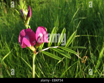 Common vetch (Vicia angustifolia ssp. segetalis, Vicia segetalis), blooming, Germany, North Rhine-Westphalia Stock Photo