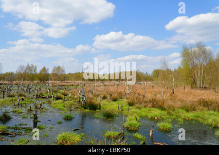 moor land in spring, Germany Stock Photo