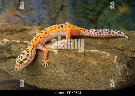 Leopard gecko (Eublepharis macularius), breed Enigma on a stone