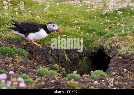 Atlantic puffin, Common puffin (Fratercula arctica), standing in front of its breeding cave, United Kingdom, Scotland, Shetland-Inseln Stock Photo