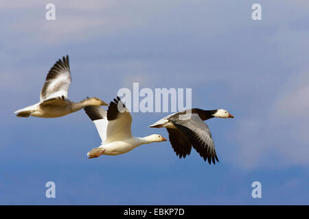 snow goose (Anser caerulescens atlanticus, Chen caerulescens atlanticus), white and grey phase with immature, USA, New Mexico Stock Photo