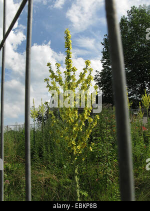 Showy mullein, Hungarian Mullein (Verbascum speciosum), flower behind a fence, Germany Stock Photo