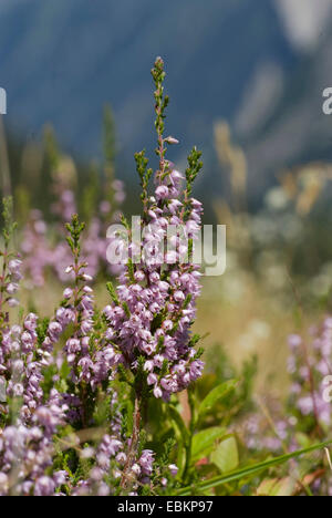 Common Heather, Ling, Heather (Calluna vulgaris), flowering, Switzerland Stock Photo