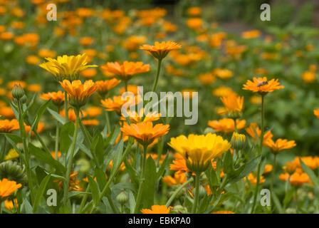 garden-pot marigold (Calendula officinalis), many flowers