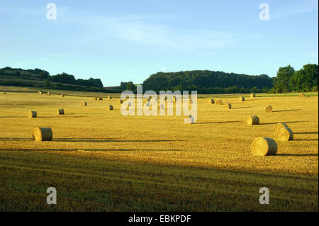 field landscape in the Eifel with hay bales shining in the first light of the day, Germany, North Rhine-Westphalia, Eifel, Blankenheim Stock Photo