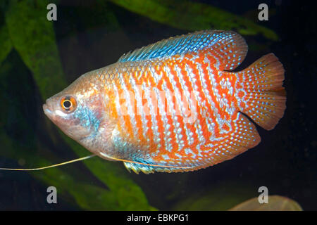 Dwarf gourami (Colisa lalia), male natural color Stock Photo