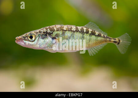 three-spined stickleback (Gasterosteus aculeatus), swimming, Germany Stock Photo