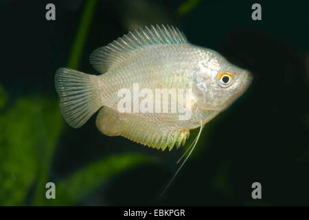 Dwarf gourami (Colisa lalia), female natural color Stock Photo