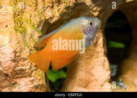 Dwarf gourami (Colisa lalia), breed red Stock Photo