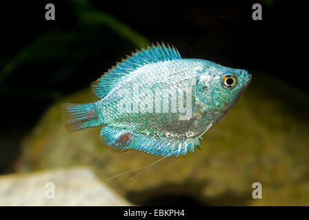 Dwarf gourami (Colisa lalia), breed Blue Kobalt Stock Photo