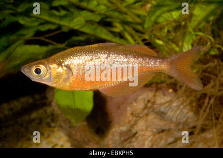 Red rainbowfish, Salmon red Rainbowfish (Glossolepis incisus), female, KZLU1007 Stock Photo
