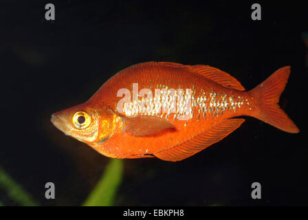 Red rainbowfish, Salmon red Rainbowfish (Glossolepis incisus), male swimming, KZLU1007 Stock Photo