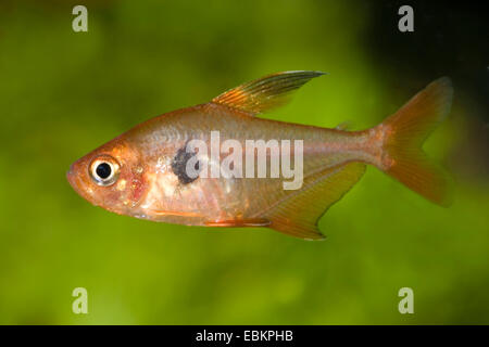 Red phantom tetra (Hyphessobrycon sweglesi, Megalamphodus sweglesi), swimming Stock Photo
