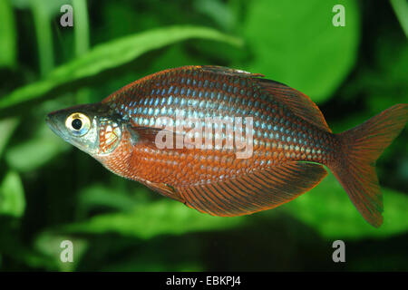 Tami River Rainbowfish (Glossolepis pseudoincisus), male swimming Stock Photo