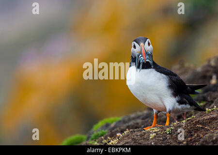 Atlantic puffin, Common puffin (Fratercula arctica), with caught sand eels in the bill at a cliff, United Kingdom, Scotland, Fair Isle, Shetland-Inseln