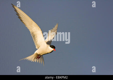 arctic tern (Sterna paradisaea), in flight, United Kingdom, Scotland, Fair Isle, Shetland-Inseln Stock Photo