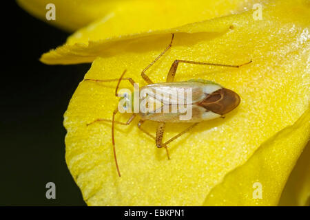 Alfalfa plant bug (Adelphocoris lineolatus), sitting on a yellow flower, Germany Stock Photo