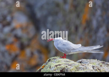 Arctic Tern on rock and lichen - British Isles Stock Photo - Alamy