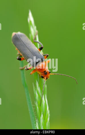 common cantharid, common soldier beetle (Cantharis fusca), sitting at a grass ear, Germany Stock Photo