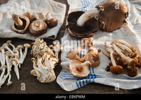 Studio shot of mushrooms on dishcloth Stock Photo