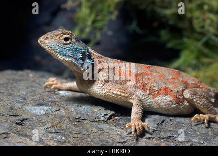 ground agama (Agama aculeata), portrait Stock Photo