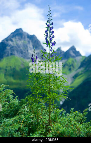 monk's-hood, true monkshood, garden monkshood (Aconitum napellus), blooming in the mountains, Germany, Bavaria, Allgaeu Stock Photo