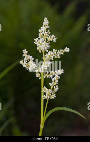 Alpine knotweed (Polygonum alpinum, Aconogonon alpinum, Persicaria alpina), inflorescence Stock Photo