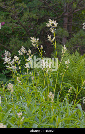 Alpine knotweed (Polygonum alpinum, Aconogonon alpinum, Persicaria alpina), blooming, Germany Stock Photo