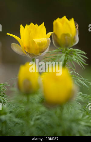 spring adonis (Adonis vernalis), blooming, Germany Stock Photo