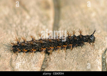 map butterfly (Araschnia levana), caterpillar on the ground, Germany Stock Photo