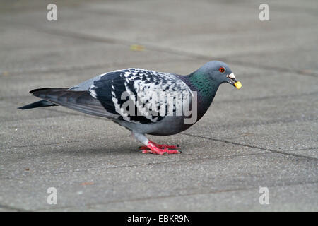 domestic pigeon (Columba livia f. domestica), standing on concrete slab ground with piece of fried potato chips in the beak, Germany Stock Photo