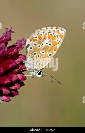 brown argus (Aricia agestis), sittin on Allium, Germany Stock Photo