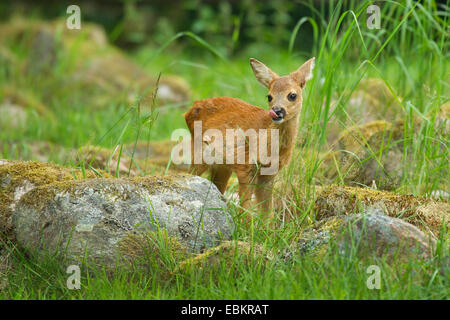 roe deer (Capreolus capreolus), fawn standing in a meadow among mossy stones, Sweden Stock Photo