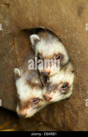 European polecat (Mustela putorius), three animals looking out of a nest hole, Sweden Stock Photo