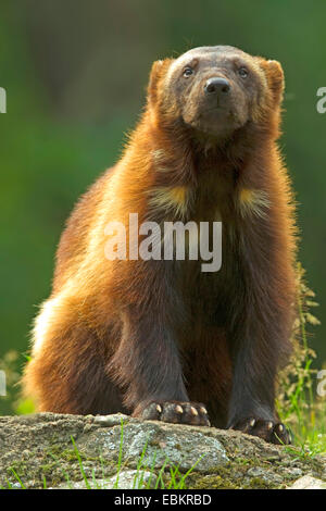 wolverine (Gulo gulo), sitting on a rock in the grass, Sweden Stock Photo