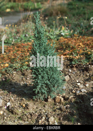 Lawson cypress, Port Orford cedar (Chamaecyparis lawsoniana 'Ellwoodii', Chamaecyparis lawsoniana Ellwoodii), cultivar Ellwoodii Stock Photo