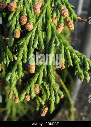 Weeping Yellow-cedar (Cupressus nootkatensis 'Pendula', Cupressus nootkatensis Pendula, Chamaecyparis nootkatensis 'Pendula', Chamaecyparis nootkatensis Pendula), branch with mal flowers Stock Photo