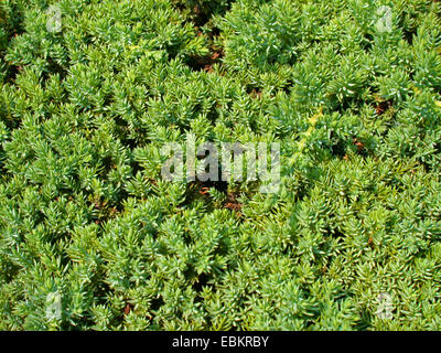 Japanese dwarf juniper  (Juniperus procumbens 'Nana', Juniperus procumbens Nana), branches Stock Photo