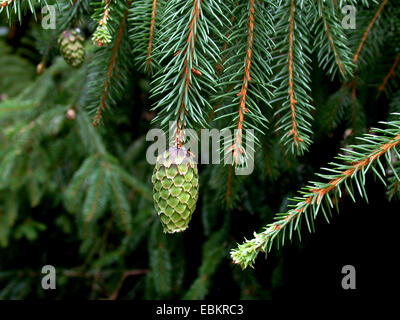 Norway spruce (Picea abies 'Acrocona', Picea abies Acrocona), branch with cone of cultivar Acrocona Stock Photo
