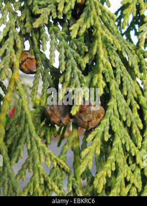 Weeping Yellow-cedar (Cupressus nootkatensis 'Pendula', Cupressus nootkatensis Pendula, Chamaecyparis nootkatensis 'Pendula', Chamaecyparis nootkatensis Pendula), branch with cones Stock Photo