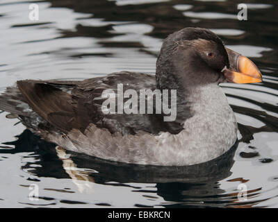 tufted puffin (Fratercula cirrhata, Lunda cirrhata), swimming Stock Photo