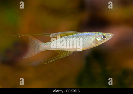 Threadfin rainbow, Threadfin rainbowfish, Threadfin, Featherfin Rainbowfish, New Guinea Rainbow (Iriatherina werneri), full length portrait Stock Photo